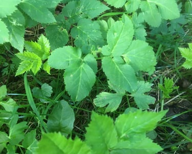 Giersch - ein sehr wohlschmeckendes Unkraut