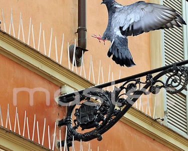 Prevent birds from landing and damaging rooftops, balconies, and shops with durable, easy-to-install