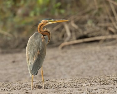 Purple Heron standing in the marsh | Birding Adventures Gambia