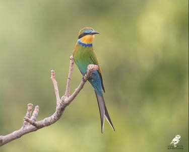Little Bee-eater perched high | Birding Adventures Gambia