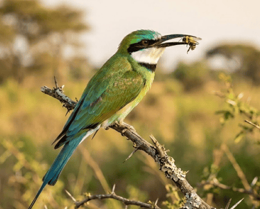 White-throated Bee-eater in flight