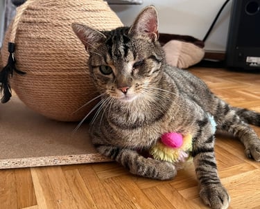 eine Katze mit buntem Spielzeug im Arm