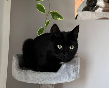 eine schwarze Katze auf einem Kratzbaum