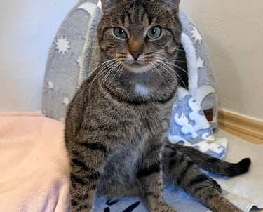 eine Katze, die vor einer Kuschelhöhle sitzt