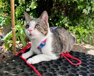 eine Katze an der Leine, die in der Natur ist