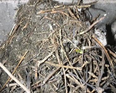 Enlèvement de nid dans conduit à Nantes (44) : intervention sécurisée, protection anti-oiseaux