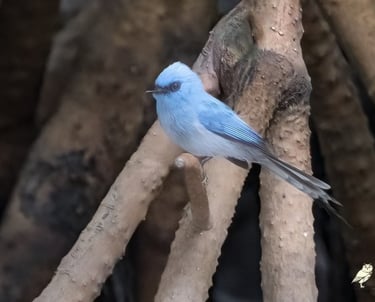 Blauwe vliegenvanger tussen de wortels