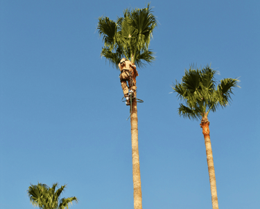 Palm Tree Trimming