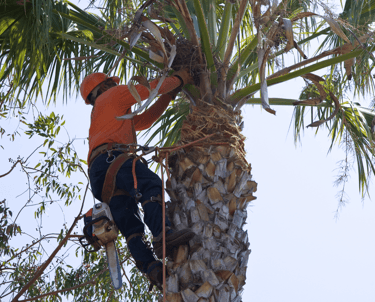 Palm Tree Service