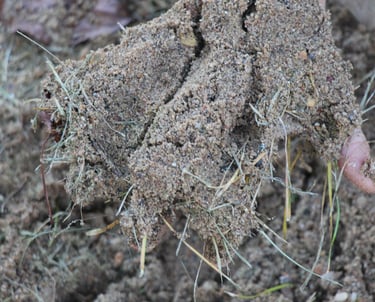Child's hand covered with wet sand and grass.