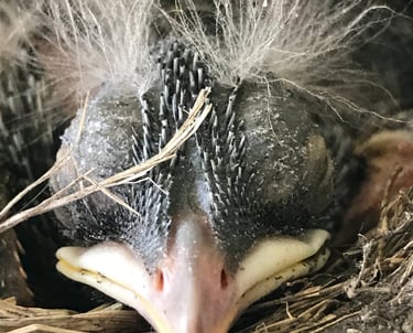 Newly born little bird with closed eyes and beak supported on the nest's edge.