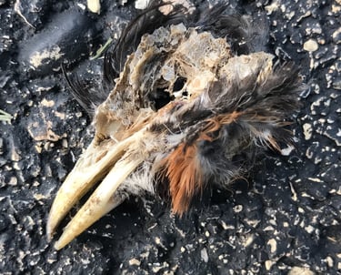Furry bird's scull with a beak and empty eyehole on a black concrete.