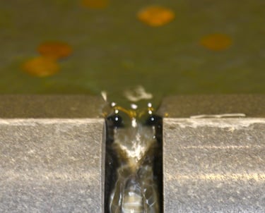 Photo of what looks like a face of a strange creature, perhaps a nymph with bulging eyes.. 