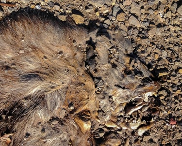 Furry roadkill animal with front teeth flattened on the brown-gray pebbles.