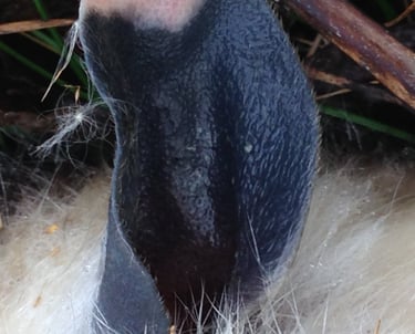 An ear of unknown animal sticking out of furry mass and grass.
