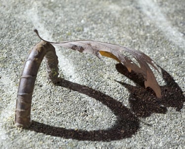 A tree leaf stem supported on a round steel bracket set in the grayish concrete.