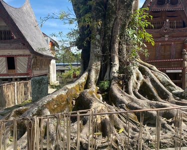 an old old tree growing out a stone slab with Batak houses in the background