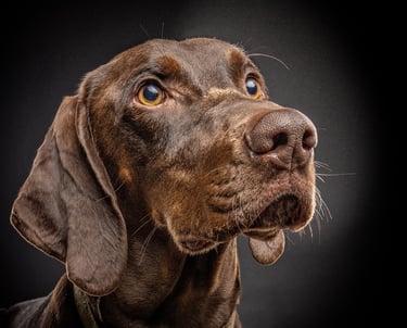 brown weimeraner dog portrait studio