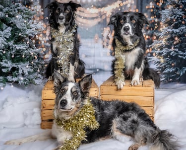 two dogs sitting on a wooden crate with christmas lights
