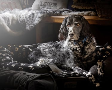 Musnterlander dog photographed in bed with soft light