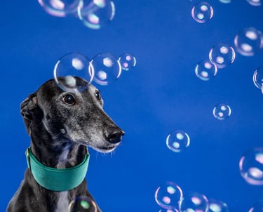 Greyhound and bubbles in studio