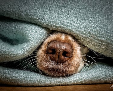 Dog's nose in blankets