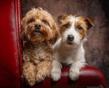 two dogs on Chesterfield chair