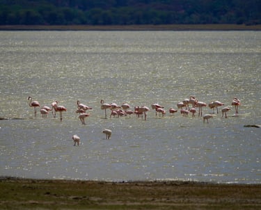 a group of flamingos are standing in the water