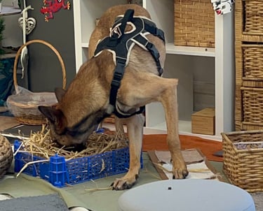 a brown dog with their face sniffing in a box of straw