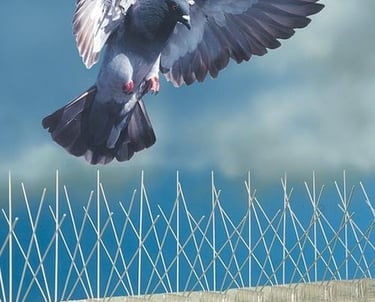 spygliai