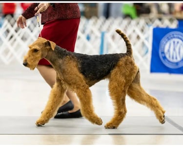 4H Nebraska Showmanship Workshop