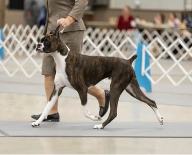 NOHS Boxer Best of Breed Platte Valley Kennel Club