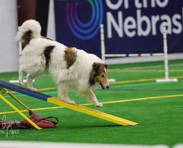 Rough Collie Agility, Harley, Agility, Teeter, Off the Wall Indoor Soccer, Nebraska