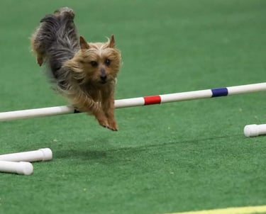 Silky Terrier Agility Invitational Dog!