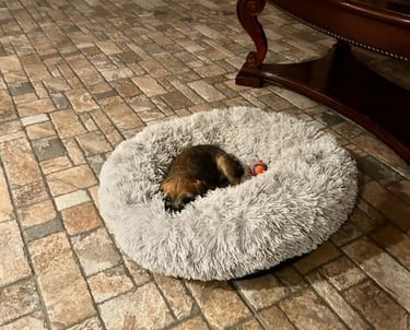 Border Terrier Puppy in furry bed  PVKC