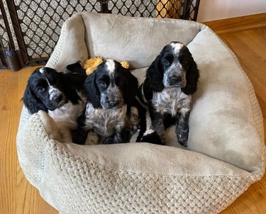 English Cocker Spaniel Litter Nebraska Backuus