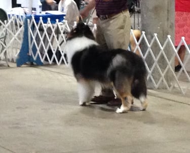 Obedience Show  PVKC Nebraska 