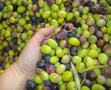 Olives vertes Aglandau moulin Saint Saturnin lès Apt