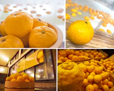 極楽湯のゆず湯に使われるゆずや湯船に浮かぶゆず、店舗内に並べられたゆずが写る写真|堺市のイベント情報ならサカイタイムズ