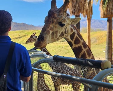 Giraffe encounter at The Living Desert Zoo and Gardens near Palm Springs