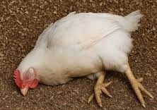 Poultry Medicines ... Antibiotics ... Nutritional Supplement ... Anticoccidial ... Anthelmintic ... 