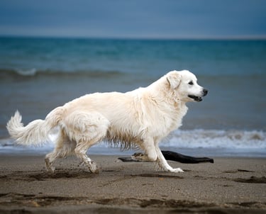 photographie animalier