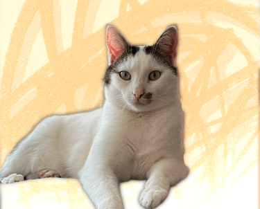 A white domestic short-hair cat with black patches lounging against a yellow abstract background.