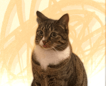 A brown tabby cat with a white chest and its tongue out against a yellow abstract background.