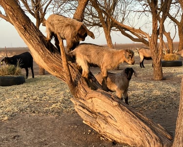 Heritage Texas Range Goat kids playing in the trees.