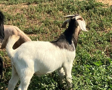 Fancy F1 fat wethers (castrados).