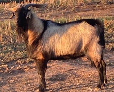 3 year old Heritage Texas Range Goat - Buck.