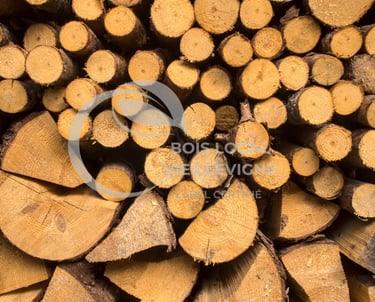 vue de dessus de troncs coupés