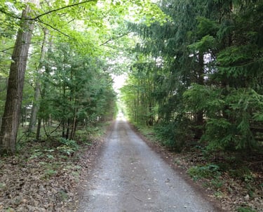A long driveway through a forest in Whitchurch-Stouffville.