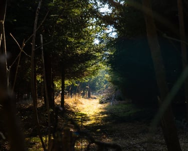 dunkler Wald, spannendes Landschafstportairt